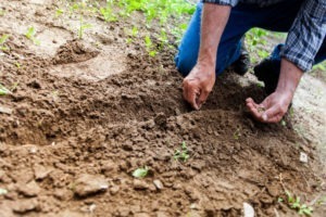 Право селян на землю: чи убезпечить земельна реформа селянсько-фермерське господарювання в Україні